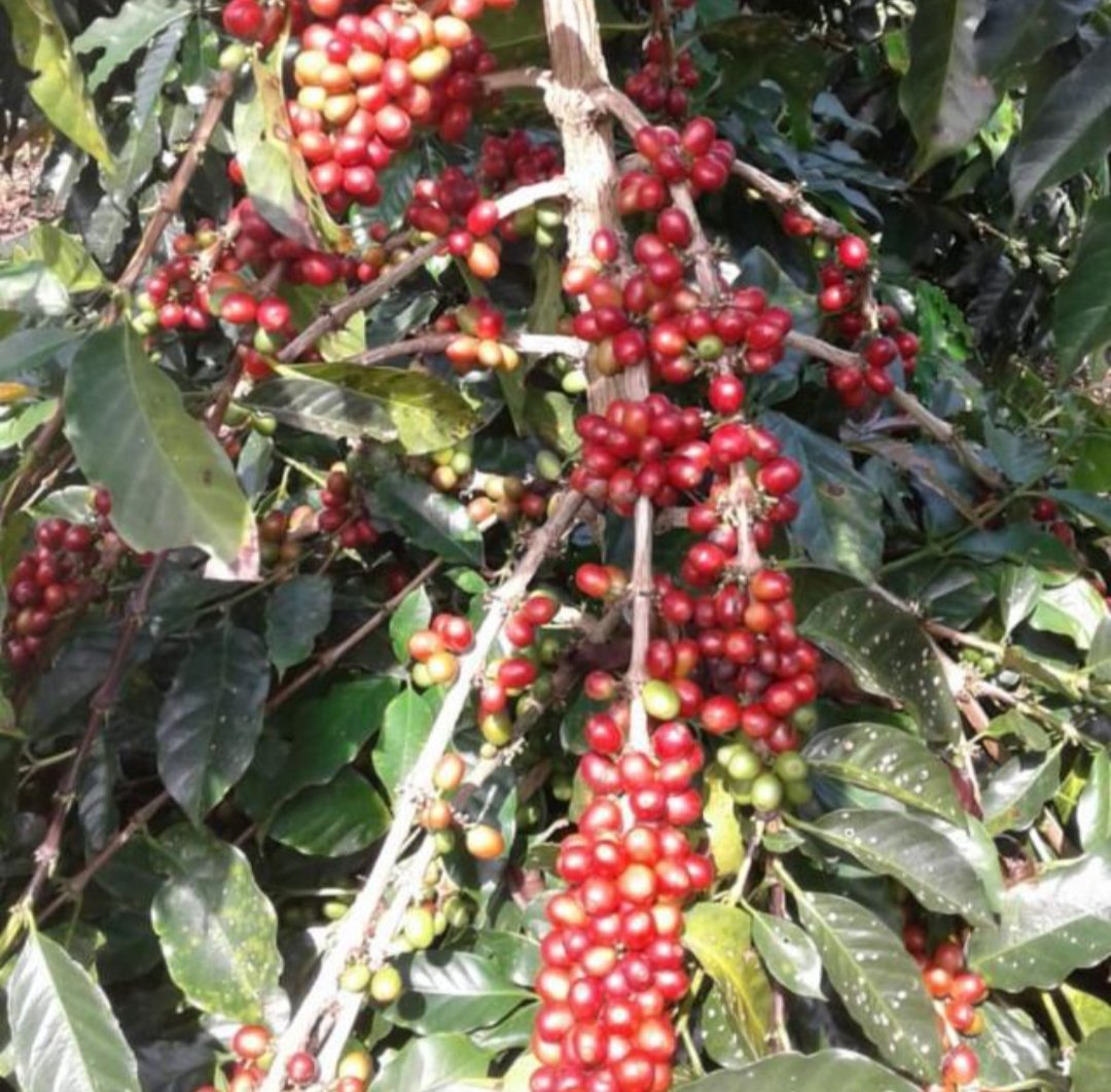 Kopi Robusta Murni - Gambar 2